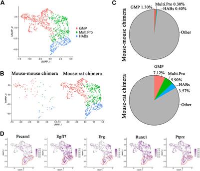 The bone marrow of mouse-rat chimeras contains progenitors of multiple pulmonary cell lineages